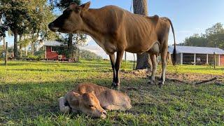 Our milk cow had her baby!