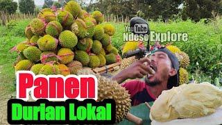 panen durian lokal masak pohon