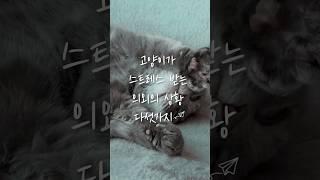 고양이가 스트레스 받는 의외의 상황 다섯가지 #cat #고양이 #catlover #cutecat