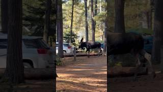 Magical moment in Algonquin park, Lake of Two Rivers Campground. #algonquin #moose #canada #ontario