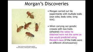 10.2 Morgan's Discoveries