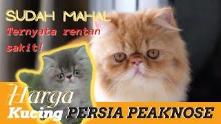 Harga Kucing Persia Peaknose #persiancat #tipsmerawatkucing