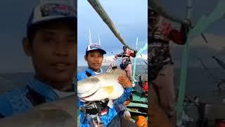 RAJA PREDATOR kakap putih besar!! Mancing kakap putih-barramundi