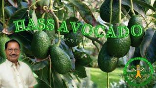 Hass Avocado farming in the Philippines | common poultry diseases | Sec. Manny Piñol | Happy Farmer