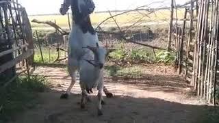 Goat meting goat farm