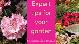 Growing rhododendrons - what you need to know