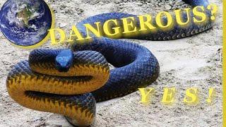 10 Most dangerous Snakes in the World