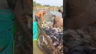 250: catch fish with a net of more than 7 tons