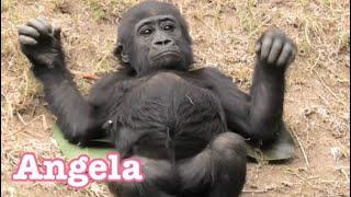 Gorilla  Angela play in the mort and dad and mom are watching and worrying ️️ Los Angeles Zoo