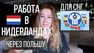 Работа в Нидерландах по польской визе | легально или нет? | правда о зарплате