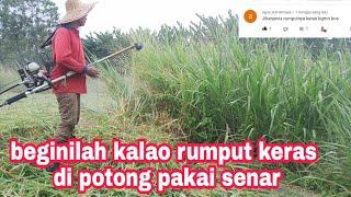 POTONG RUMPUT GAJAH PAKAI SENAR