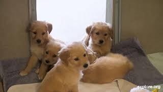 Pawsitive Puppies