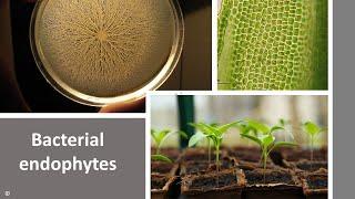 Bacterial Endophytes