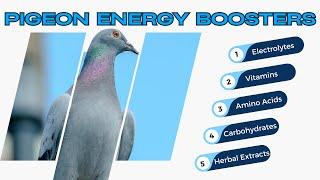 Essential Guide to Pigeon Energy Boosters