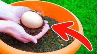 ЧТО БУДЕТ, Если ЗАКОПАТЬ Яйцо в Вашем САДУ?