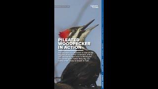 Pileated woodpecker in action in northern Michigan