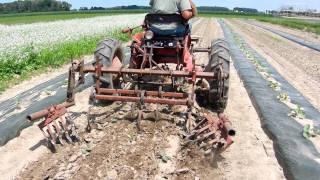 Cultivating Broccoli Beds