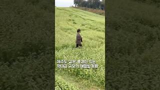  제주도가 부럽지 않은 서울 근교 데이트 스팟! 하얀 메밀꽃의 향연 