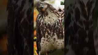 Hawk in Flight: Incredible Hunting Skills & Power of Nature’s Top Predator  | Amazing Bird of Prey