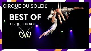 The Best of OVO | Cirque du Soleil