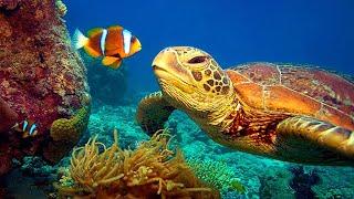 Underwater Wonders + Relaxing Music   Coral Reefs & Colorful Sea Life in UHD