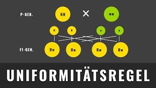 Uniformitätsregel | 1. mendelsche Regel | Grundlagen einfach erklärt! | Genotyp & Phänotyp