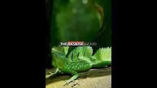 This Lizard Can Run on Water Like a Superhero! 