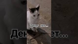 За снег обидно!‍ #озвучка #cats #юмор #кошки  #подпишись #shorts