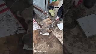 시고르자브종7마리와 어미개의 밥전쟁