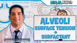 Respiratory | Surface Tension & Surfactant in Alveoli