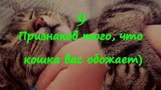 9 ПРИЗНАКОВ ТОГО ЧТО КОШКА ВАС ОБОЖАЕТ  9 SIGNS THAT THE CAT ADORES YOU