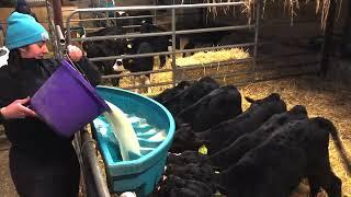 Feeding milk to  calves on Tipperary calf to beef farm