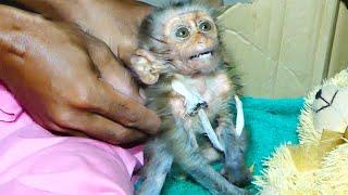 Sad baby monkey with severe hand injury in need of veterinary care