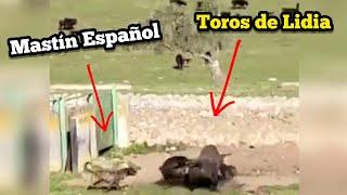 Mastín Español frente a unos Toros de Lidia