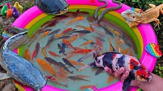 Catching ornamental fish in the pond, colorful fish, catfish, koi fish, big fish, betta fish.part887