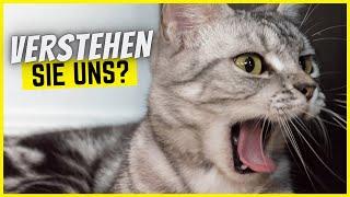 Können Katzen Menschen verstehen?