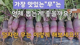 가장 단 "무"는 이때 뽑는게 적기입니다 !  덜자란 무는 이렇게 !!