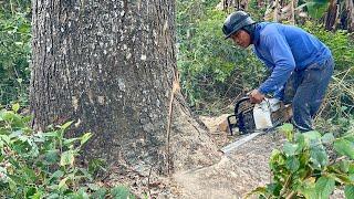 Cut down trembesi tree easily‼️ Stihl ms881 chainsaw.