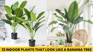 12 Indoor Plants That Look Like A Banana Tree || Stylish Houseplants with Big Leaves