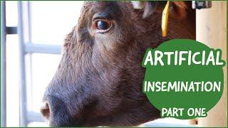 Cattle Artificial Insemination (AI)  |  Dr. Jordan Thomas  (Part 1)