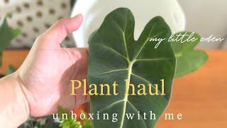 [Plant vlog #2] 초보 식집사의 첫 식쇼핑 성공!  |  식물 쇼핑 식물 소개  | plant haul | repot plan