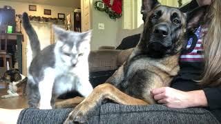 Dog Vs Cat Living Together #smartdog #dog #cat