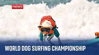 Watch: World Dog Surfing Championships in California