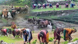 Most Relaxing Nepal Mountain Village || Video Compilation of Paddy Farming || Living with Nature