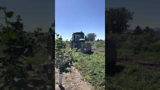 Cutting and tedding alfalfa between hazelnut trees