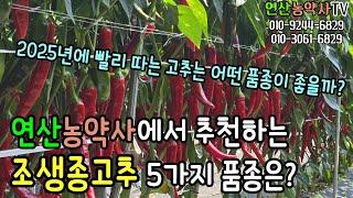 EP.232 2025년 주목할만한 조생종고추, 연산농약사에서 추천드립니다.