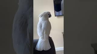 Sisu #cackatoo #birds #cockoo #pets #cockatoos