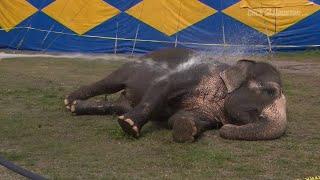 Circus responds to animal abuse protests