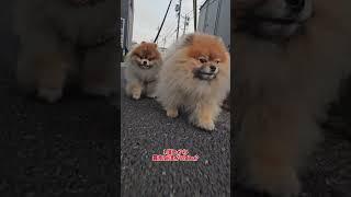 寝坊しちゃった#ポメラニアン #pomeranian  #포메라니안 #多頭飼い #あいちゃん #カイくん #元くん #3ポメ#おすすめ #さんぽめママ #オヤツ #散歩 #今朝のあ散歩 #公園