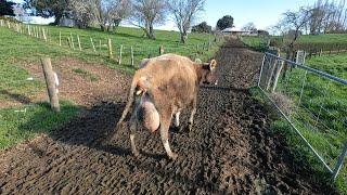 My Favorite Cow's Calving!!! I Really Hope She Has A Heifer Calf